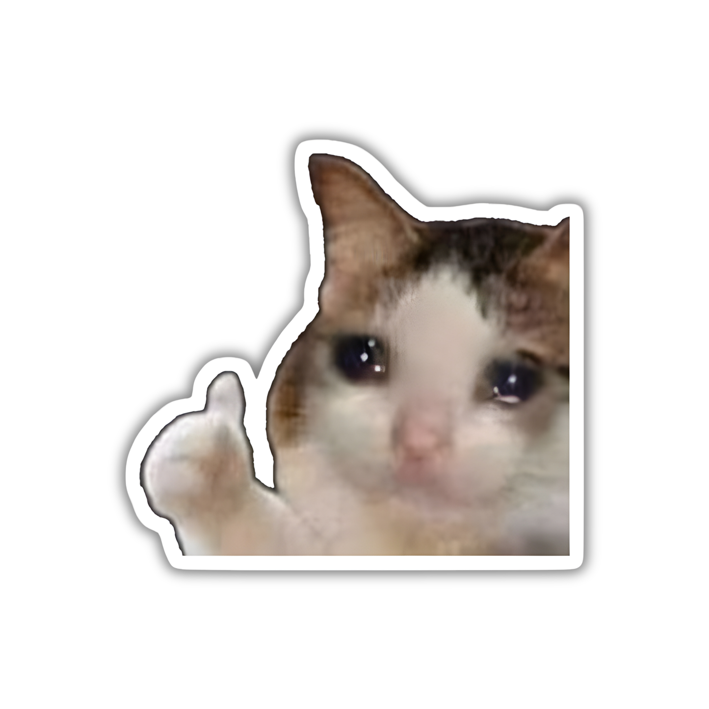 Cat 2