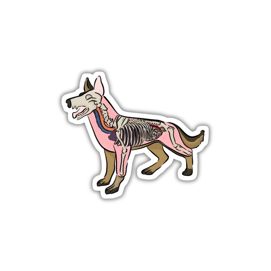 Veterinary 2