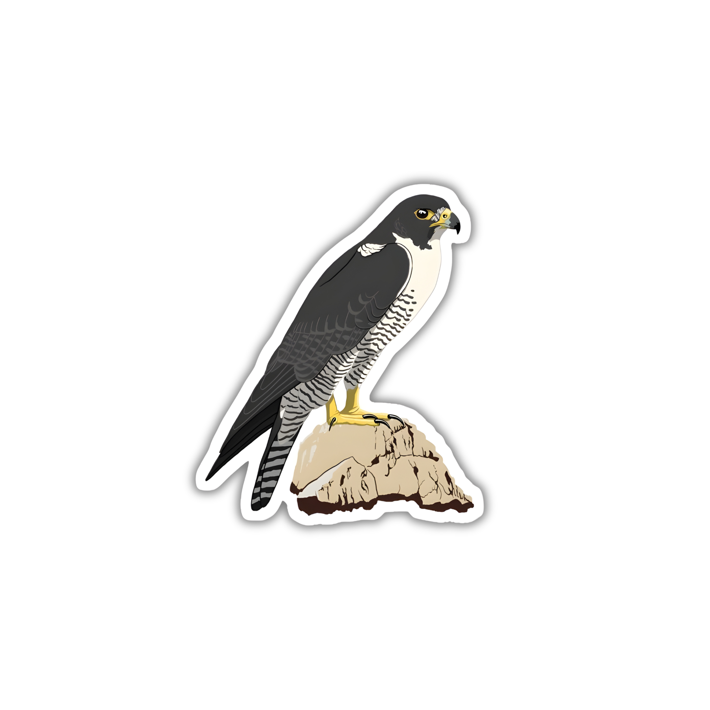 Peregrine Falcon 1