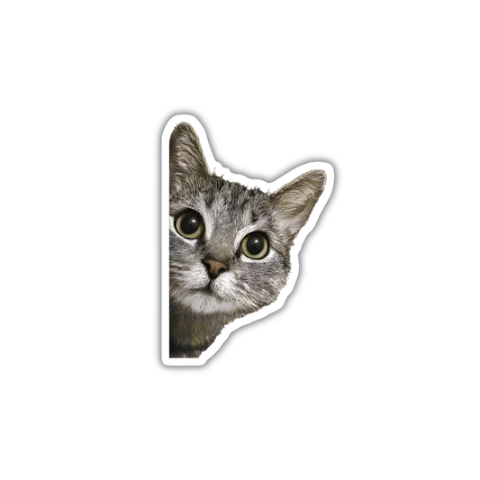 Cat 4