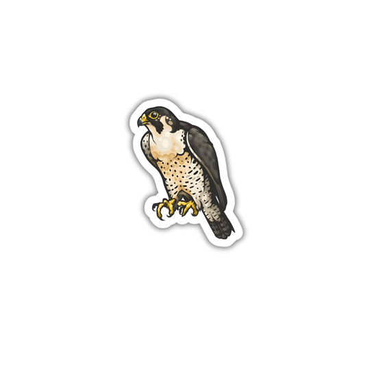 Peregrine Falcon 2