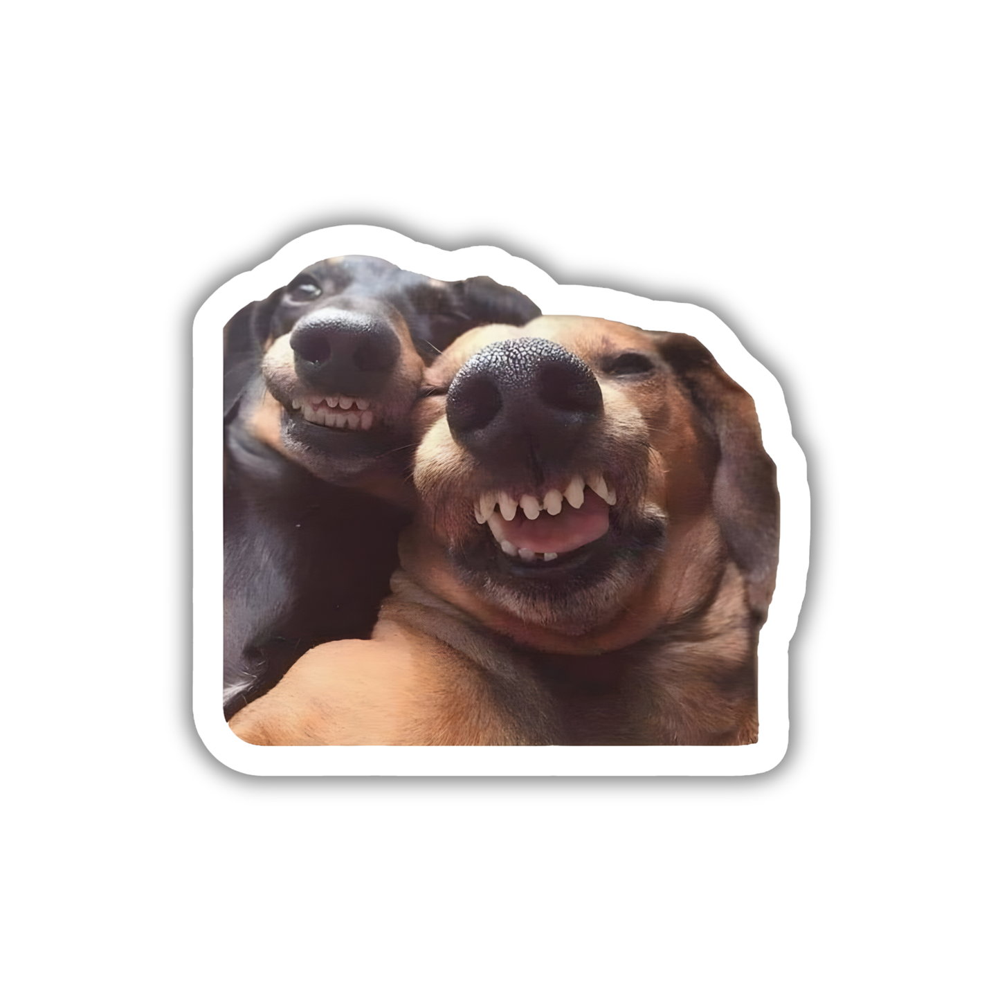 Dogs Selfie