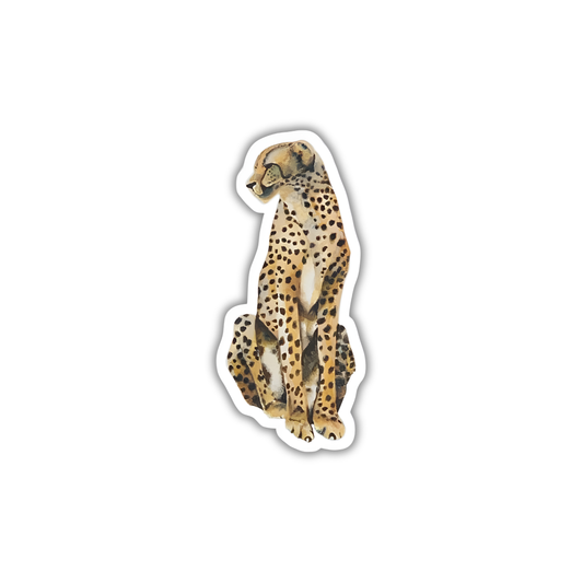 Cheetah