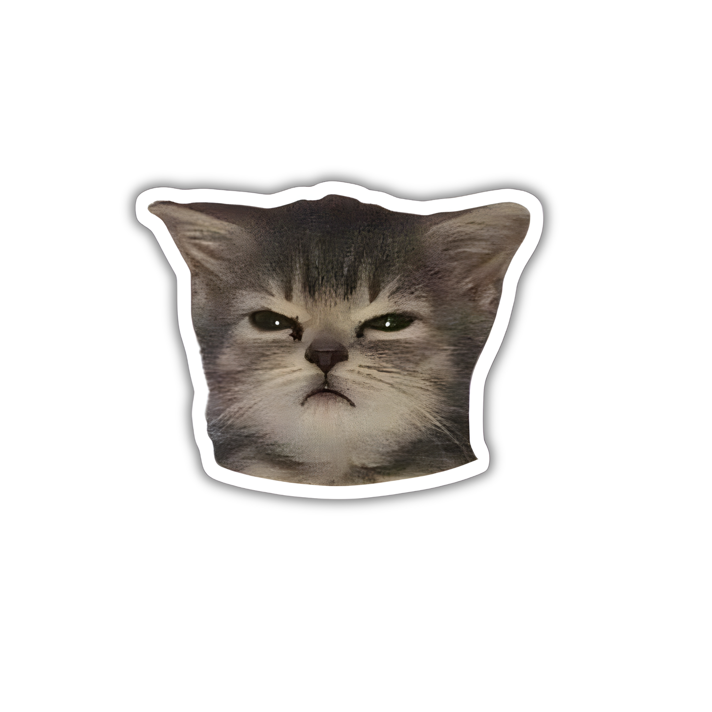 Cat 1