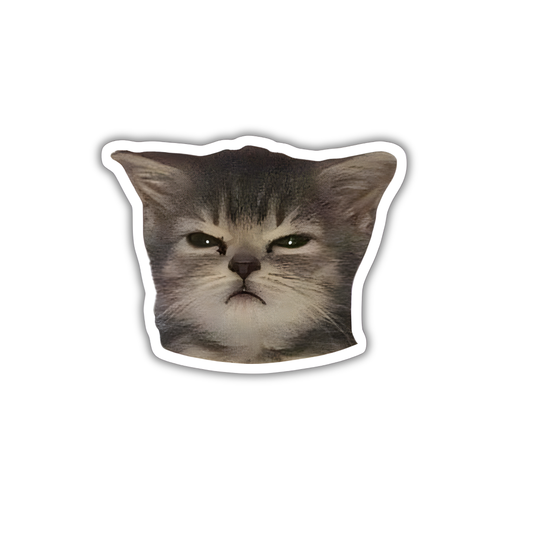 Cat 1