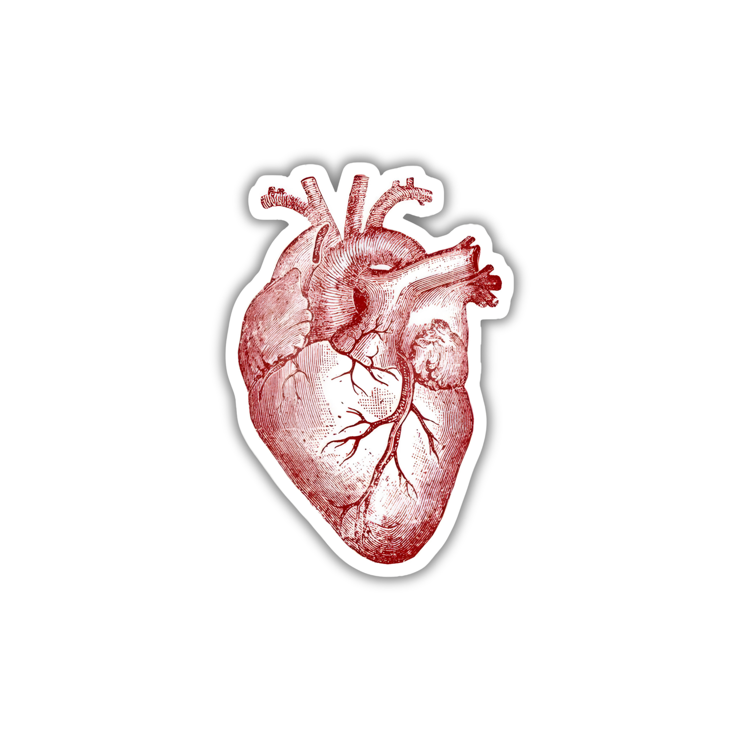 MED 13